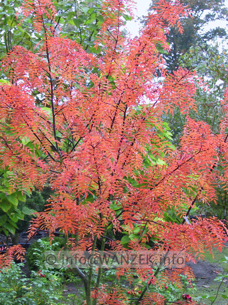Sorbus Pink Pearl 01 Herbstfaerbung.JPG